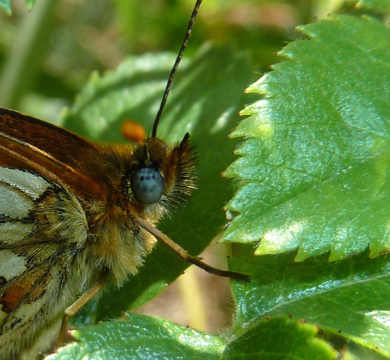 Melitaea aurelia